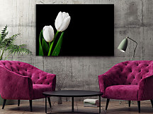 Obraz Biely tulipán